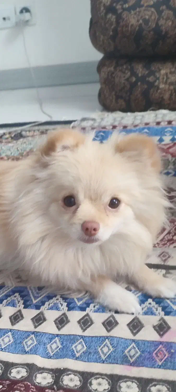 سگ پامر|سگ|محمدشهر, ولدآباد|دیوار