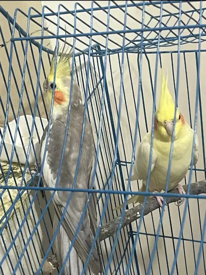 عروس هلندی گمشده|حیوانات|بندرعباس, |دیوار