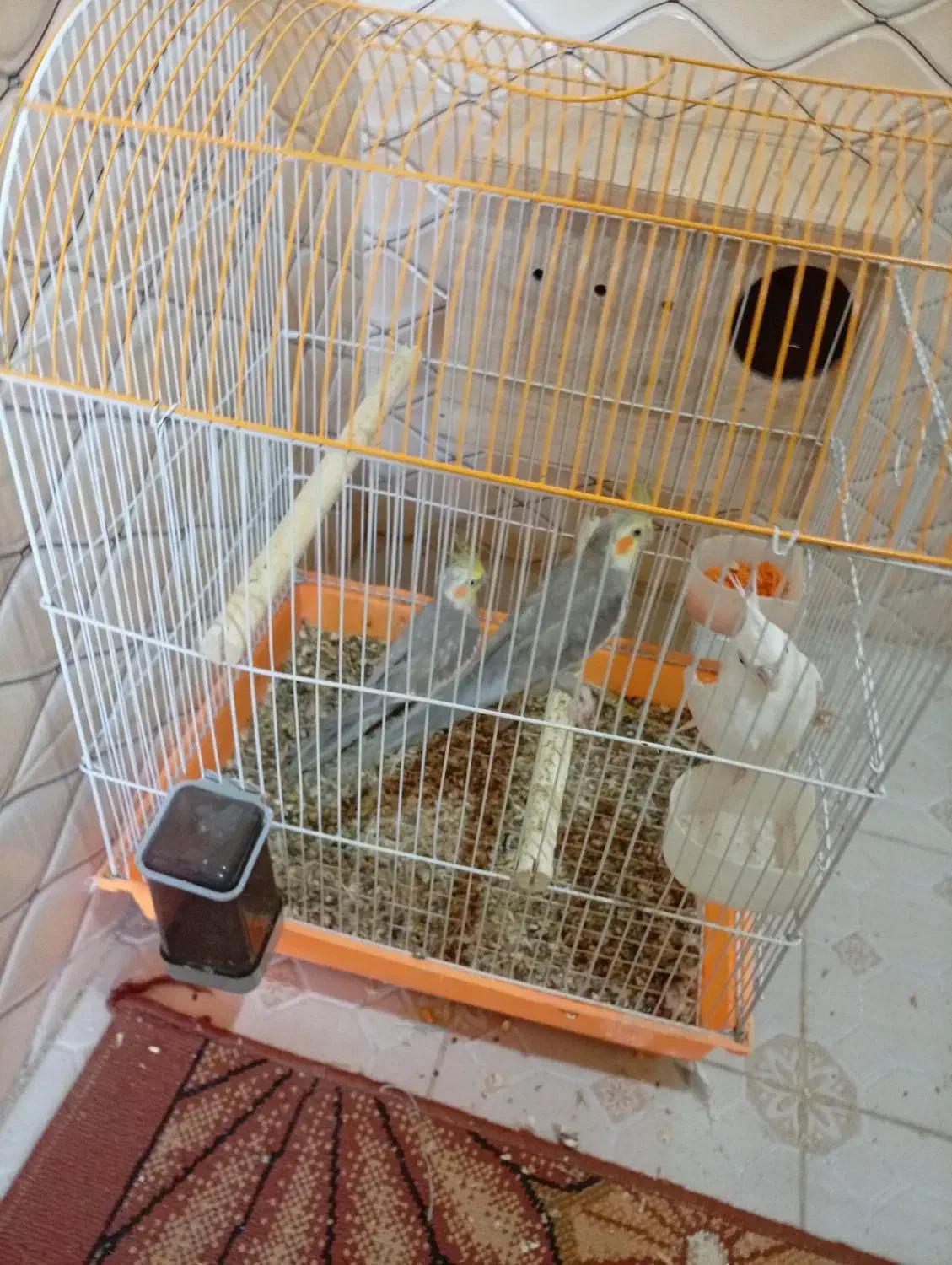 عروس هلندی|پرنده|قشم, |دیوار