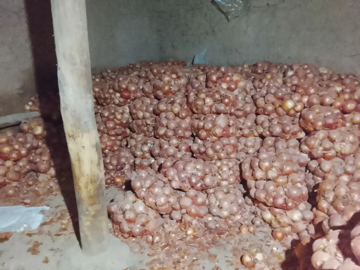 پیاز کله|خوردنی و آشامیدنی|فاروج, |دیوار