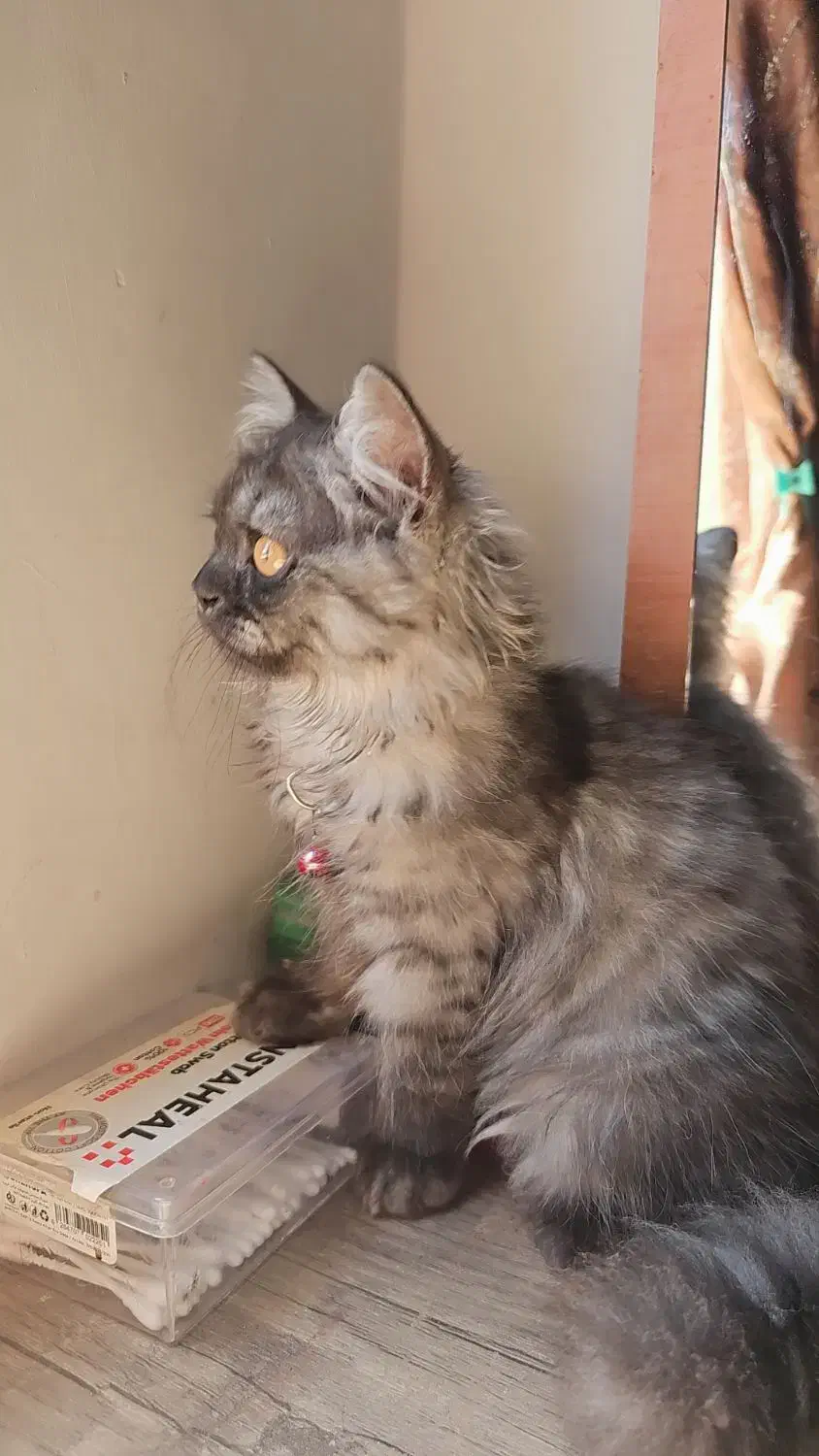 فروش|گربه|مهاباد (آذربایجان غربی), |دیوار