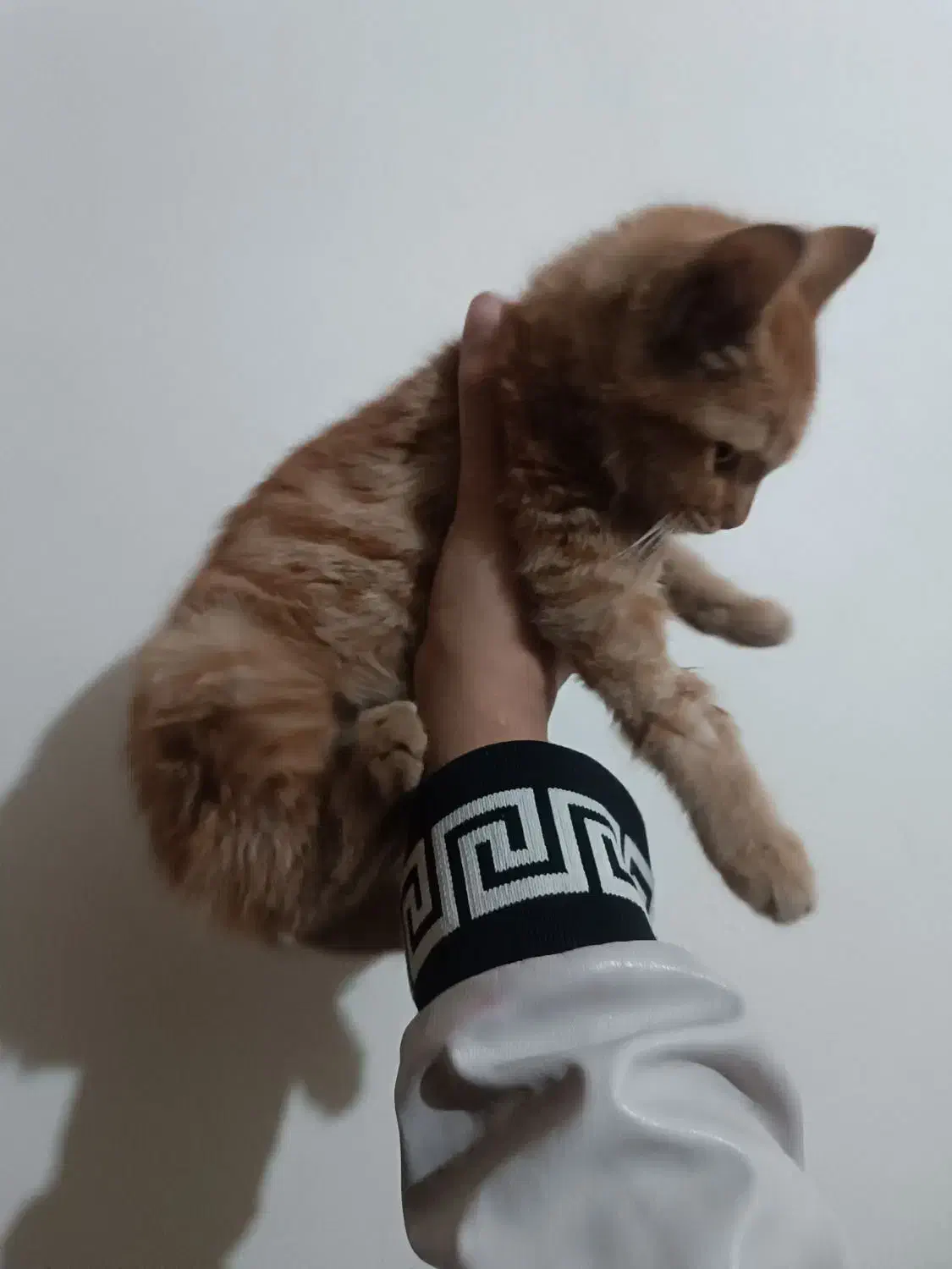 واگذاری بچه گربه دوماهه|گربه|تبریز, |دیوار