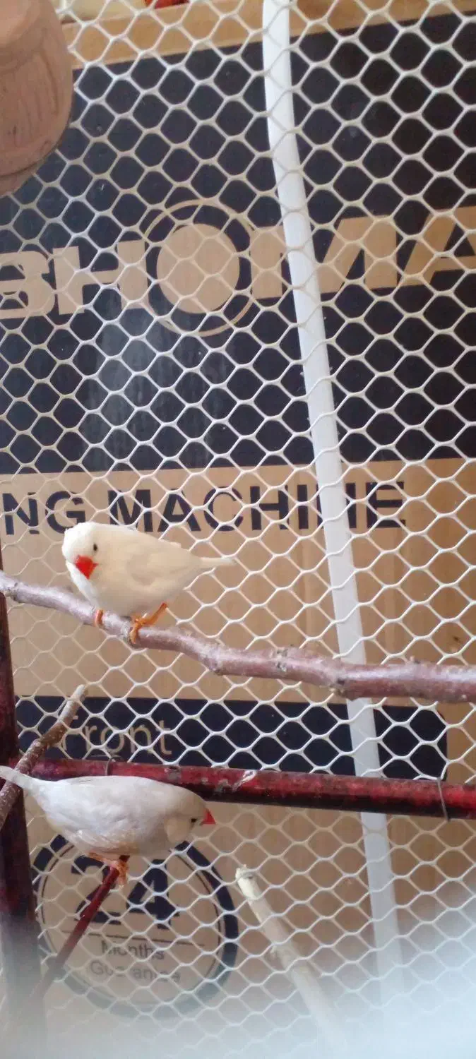 فنچ وخروس و جوجه و قفس|پرنده|بیرجند, |دیوار