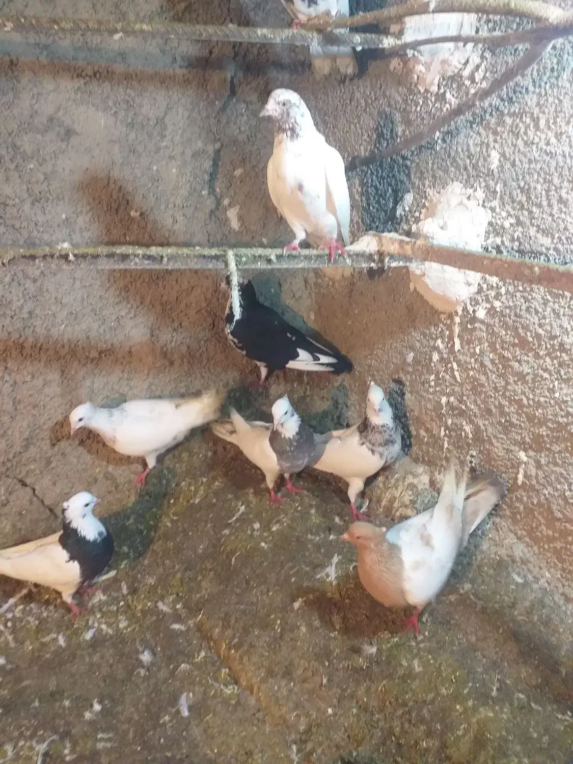 کفتر غریب|پرنده|مریوان, |دیوار