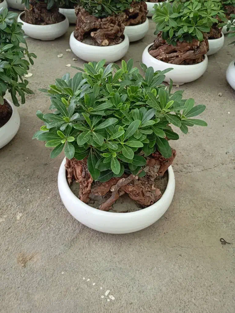 گل آپارتمانی گل خانگی وبیرونی خاک گلدان و باغچه|خدمات باغبانی و درختکاری|مشهد, دوست آباد|دیوار