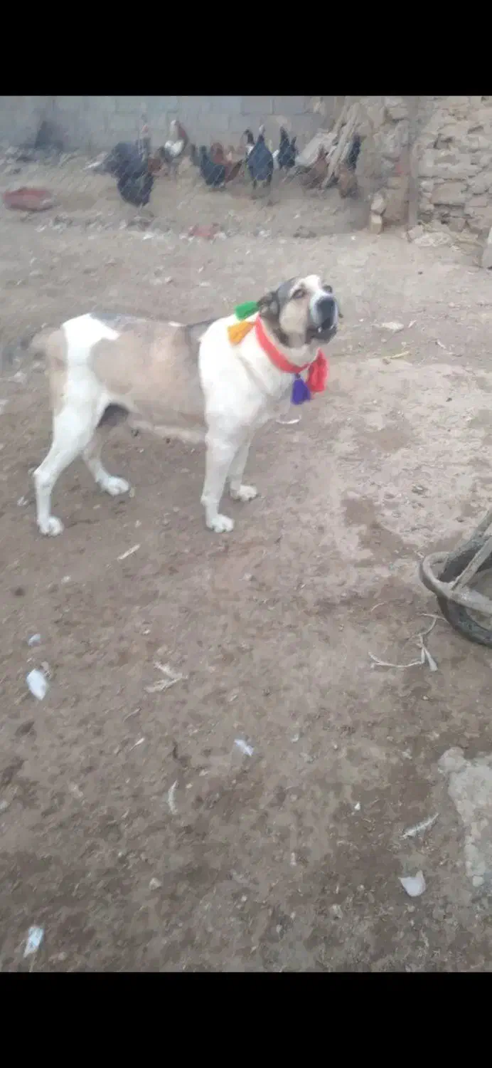 ماده عراقی|سگ|کبودرآهنگ, |دیوار