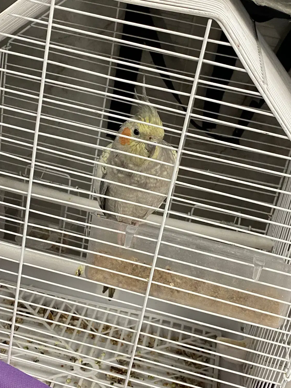 عروس هلندی با قفس و وسایل و کیف بیرون بردن عروس|پرنده|تبریز, |دیوار