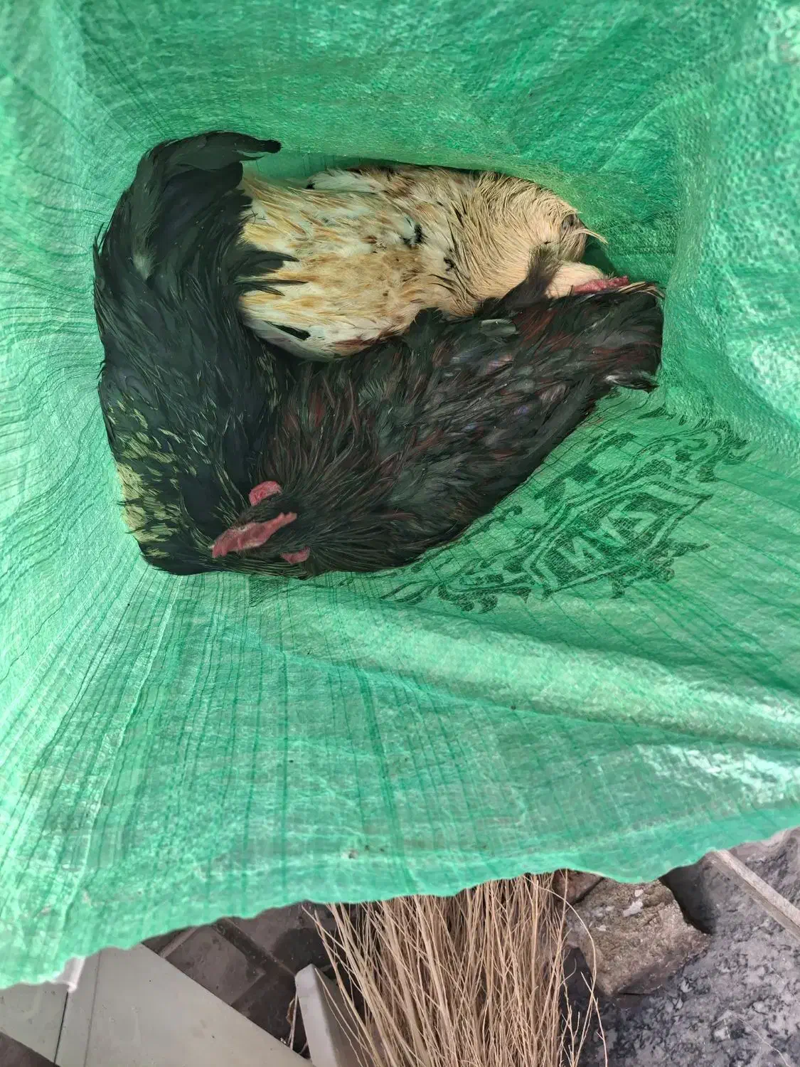 ۲ عدد خروس خانگی دانه ی ۵۵۰ هزار تومان|حیوانات مزرعه|تربتحیدریه, شهرک ولیعصر|دیوار