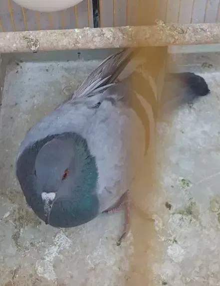 کبوتر|پرنده|نجف‌آباد, یزدانشهر|دیوار