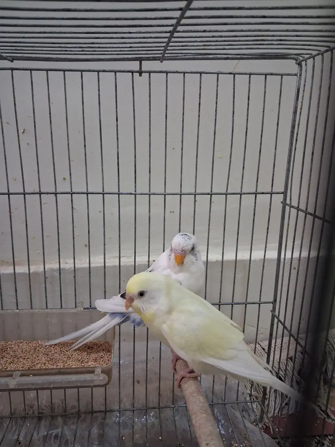 ۷تا مرغ عشق|پرنده|اصفهان, کوی امام|دیوار