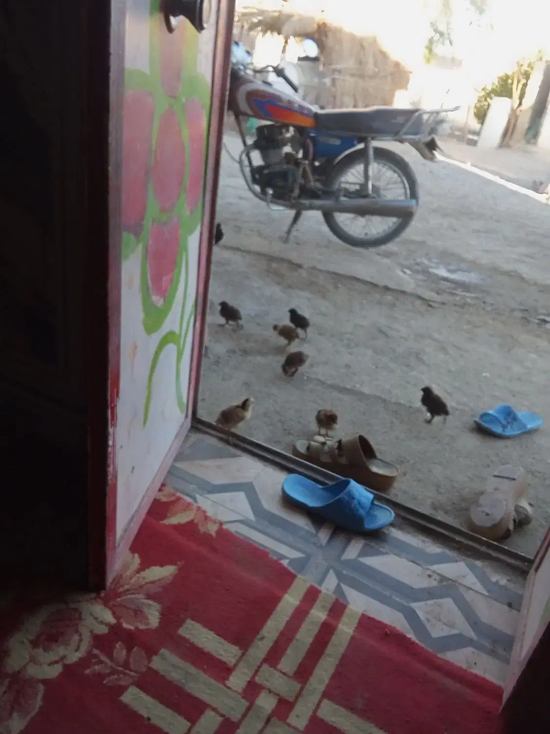 مرغ و جوجه|حیوانات مزرعه|ایرانشهر, |دیوار