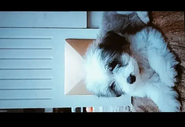 سگ۰|سگ|راور, |دیوار