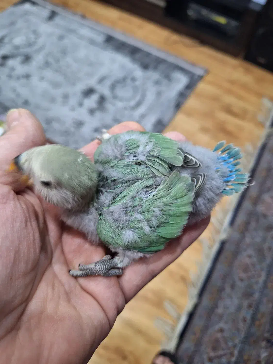 جوجه سرلاکی طوطی برزیلی|پرنده|تهران, تهرانپارس جنوبی|دیوار