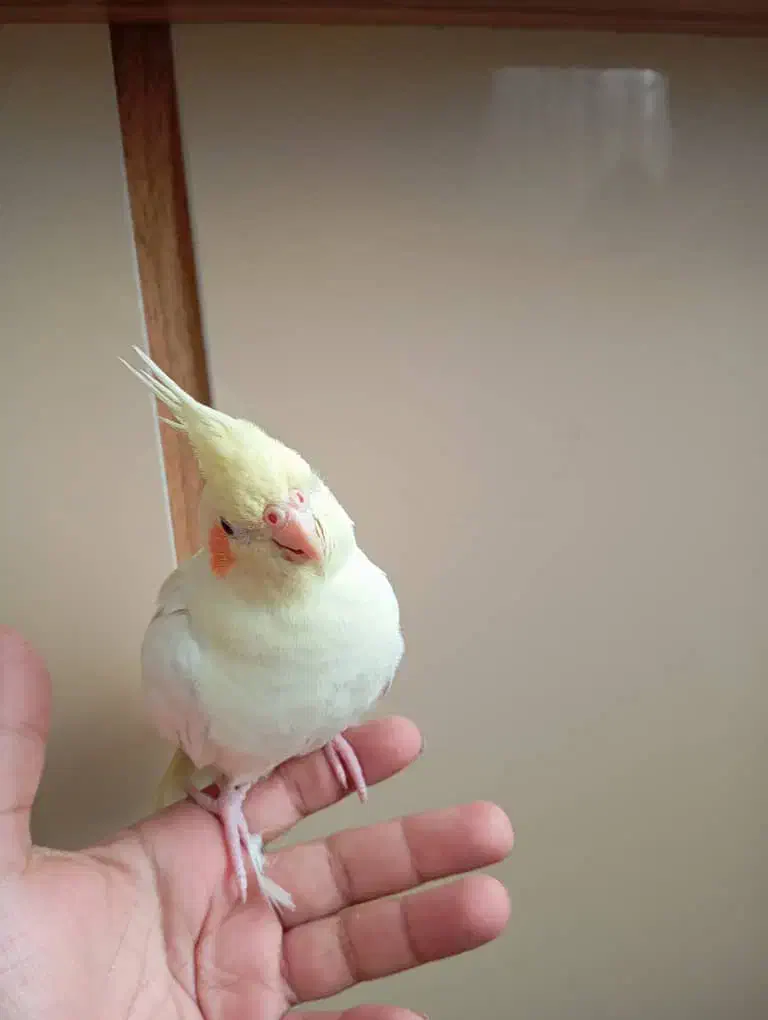 عروس هلندی نژاد لوتینو|پرنده|مشهد, امیریه|دیوار