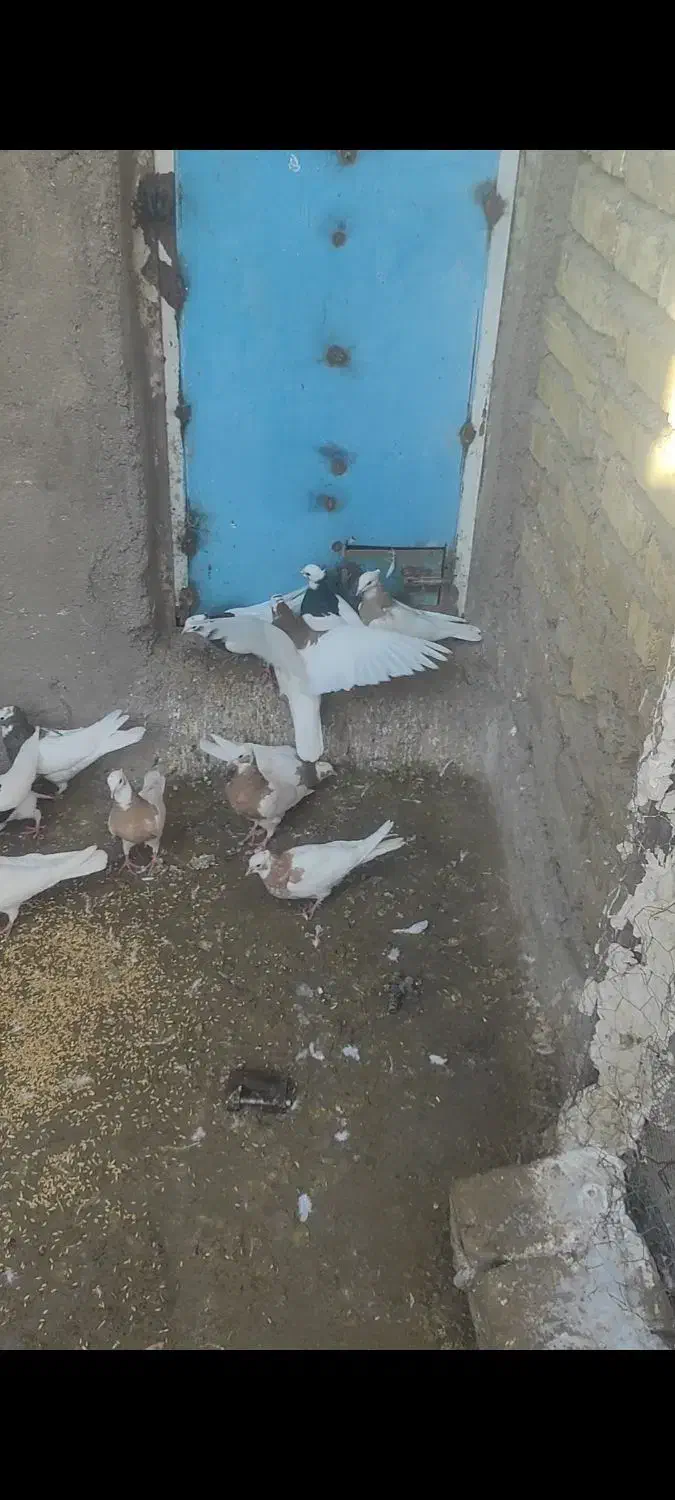 کبوتر طوقی  پرنده|پرنده|اسفرورین, |دیوار