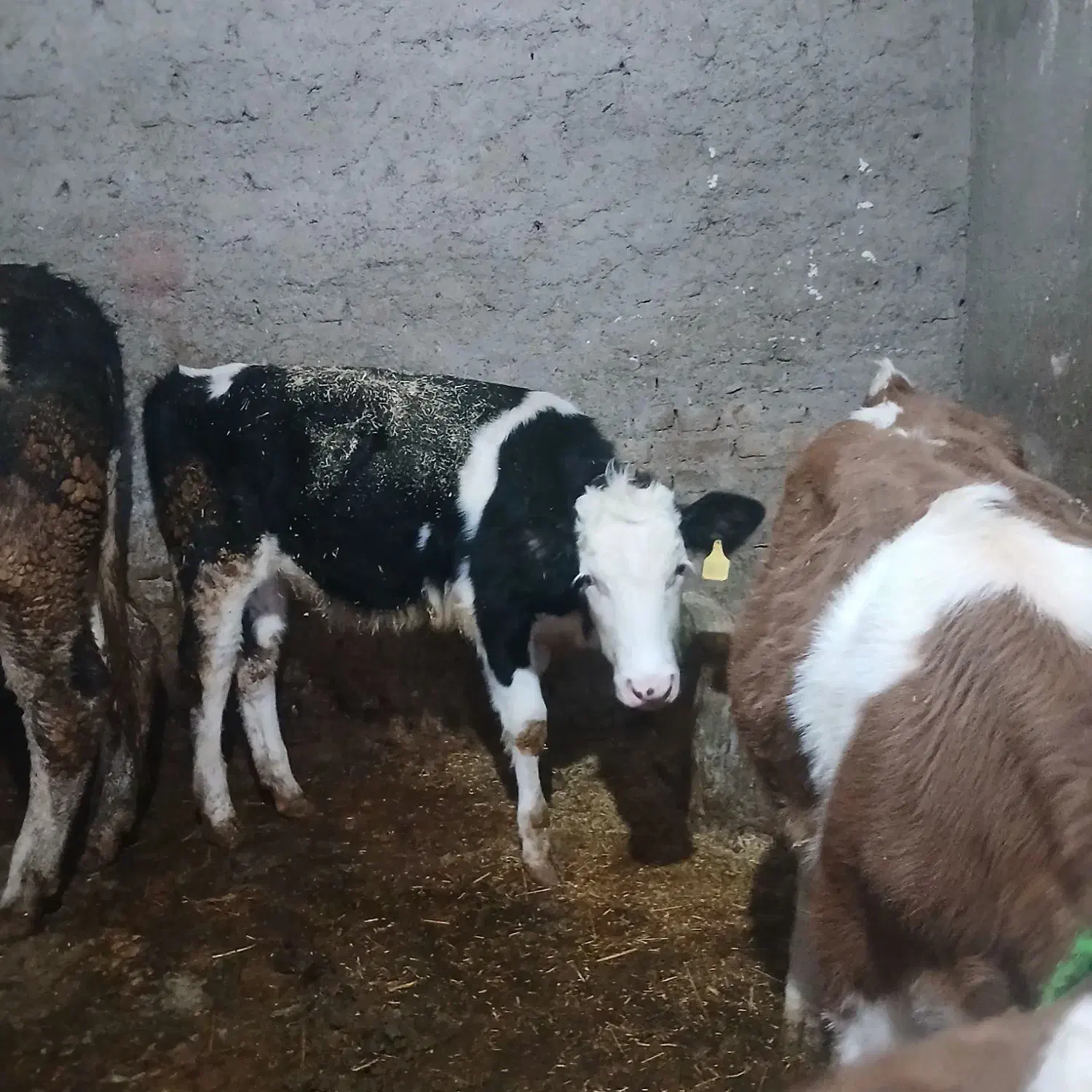 گاو|حیوانات مزرعه|بروجرد, |دیوار