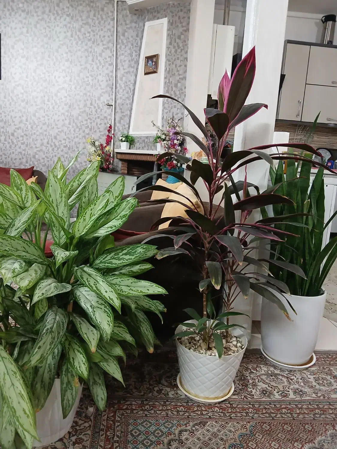 ۳ عدد گل طبیعی|حراج|فردیس, فردیس|دیوار