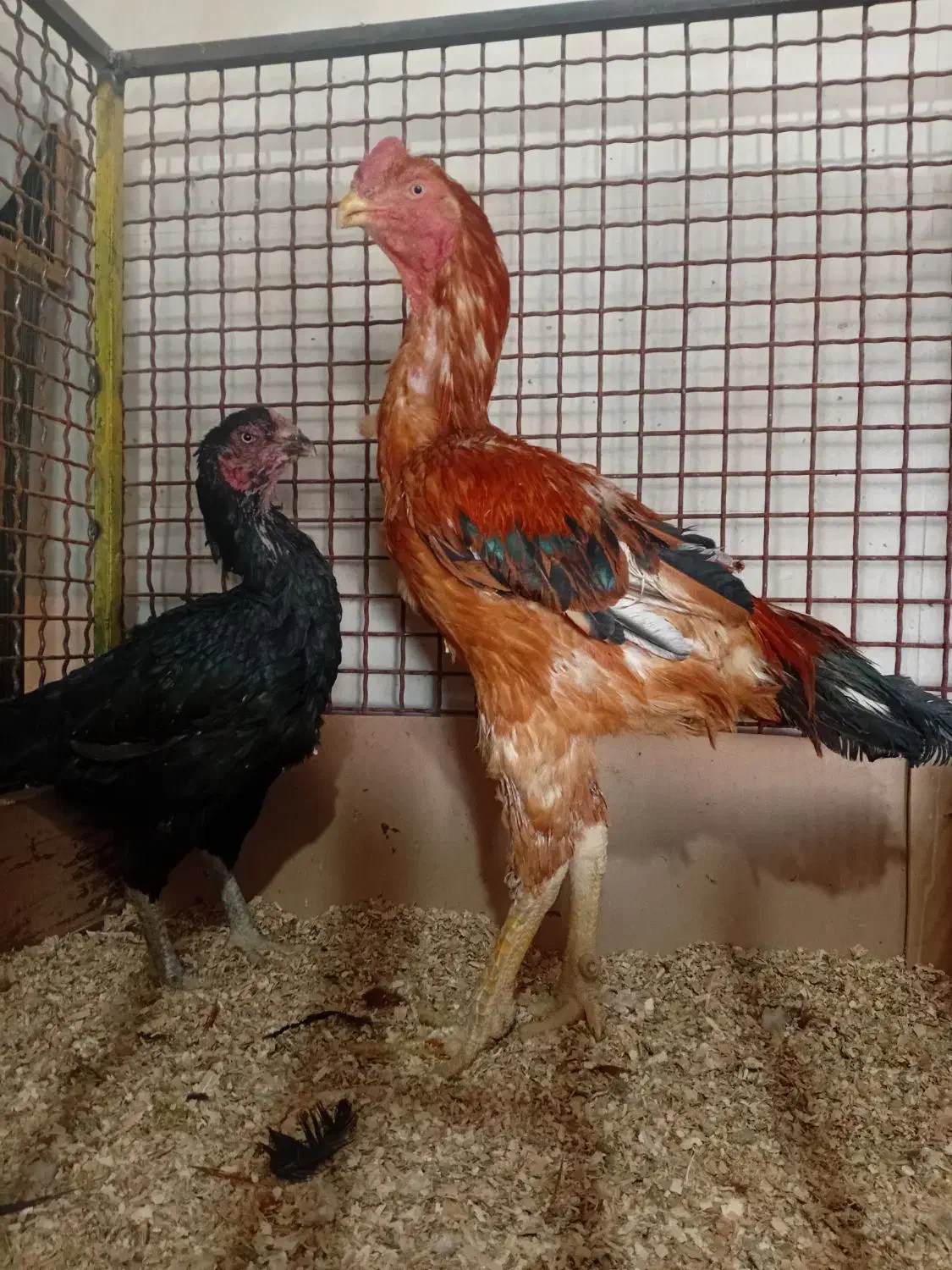 خروس و مرغ لاری دونگ بالا افغان..در رباط کریم|حیوانات مزرعه|تهران, بوستان ولایت|دیوار