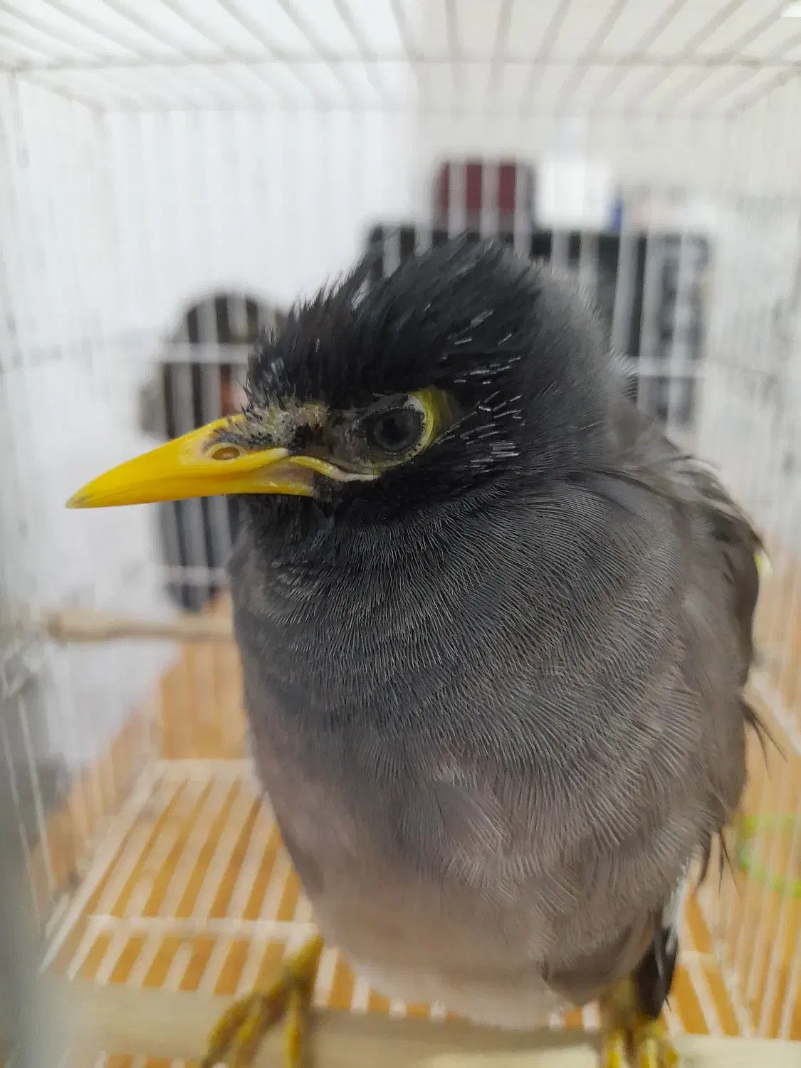 سلام جوجه مینا ۸ماهه بازیگوش|پرنده|تربت جام, مسکن مهر|دیوار