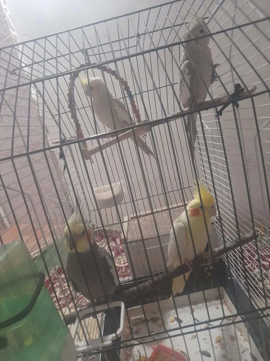 عروس هلندی|پرنده|فلارد, |دیوار