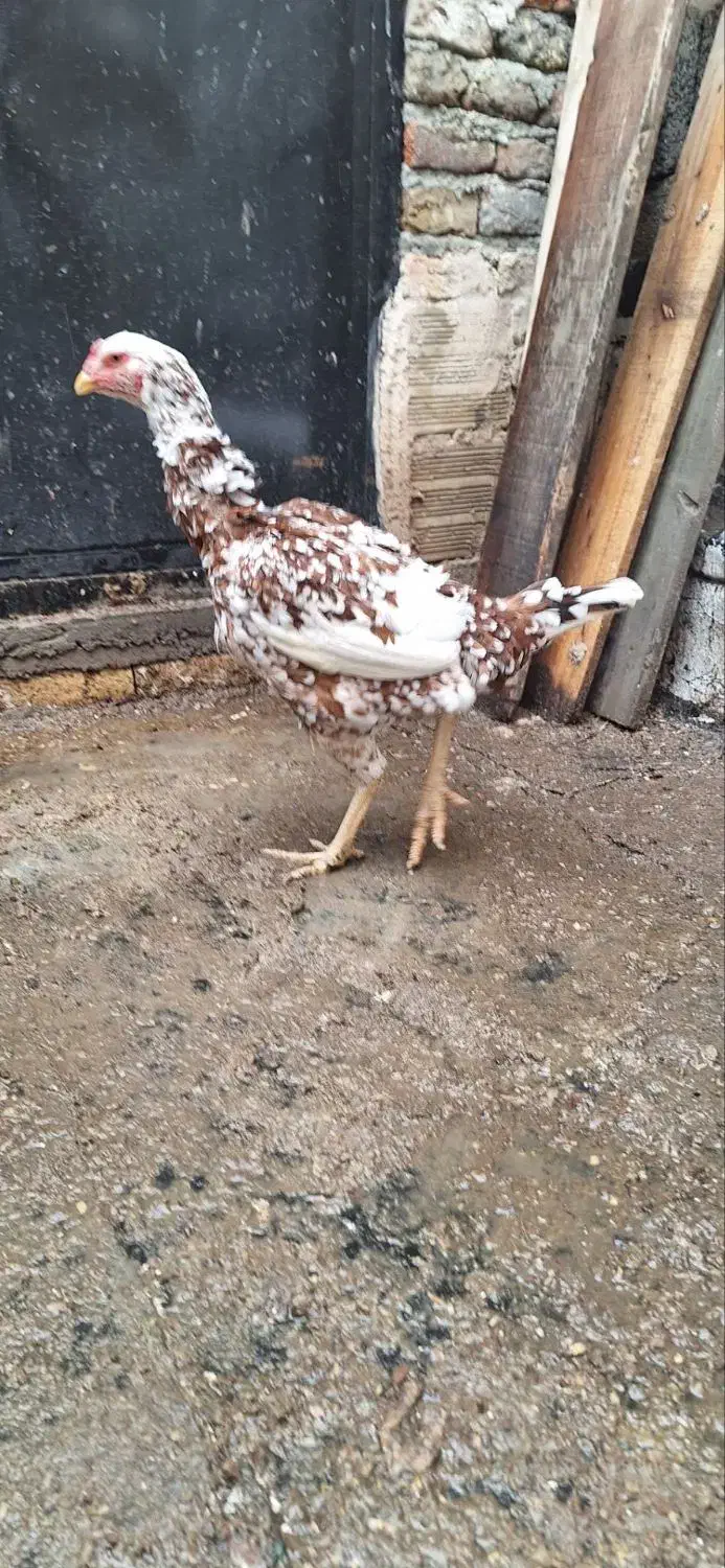 مرغ لاری|حیوانات مزرعه|خسروشاه, |دیوار