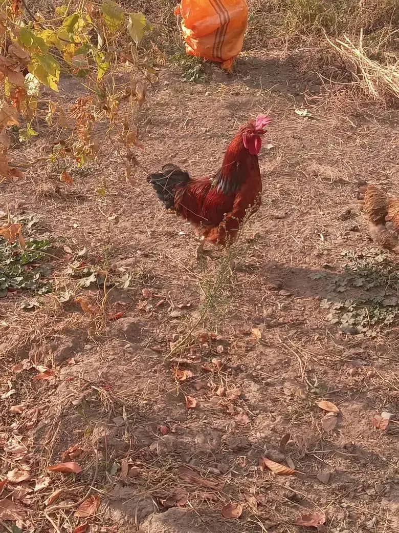 خروس کاملا صحیح و سالم|حیوانات مزرعه|فیرورق, |دیوار