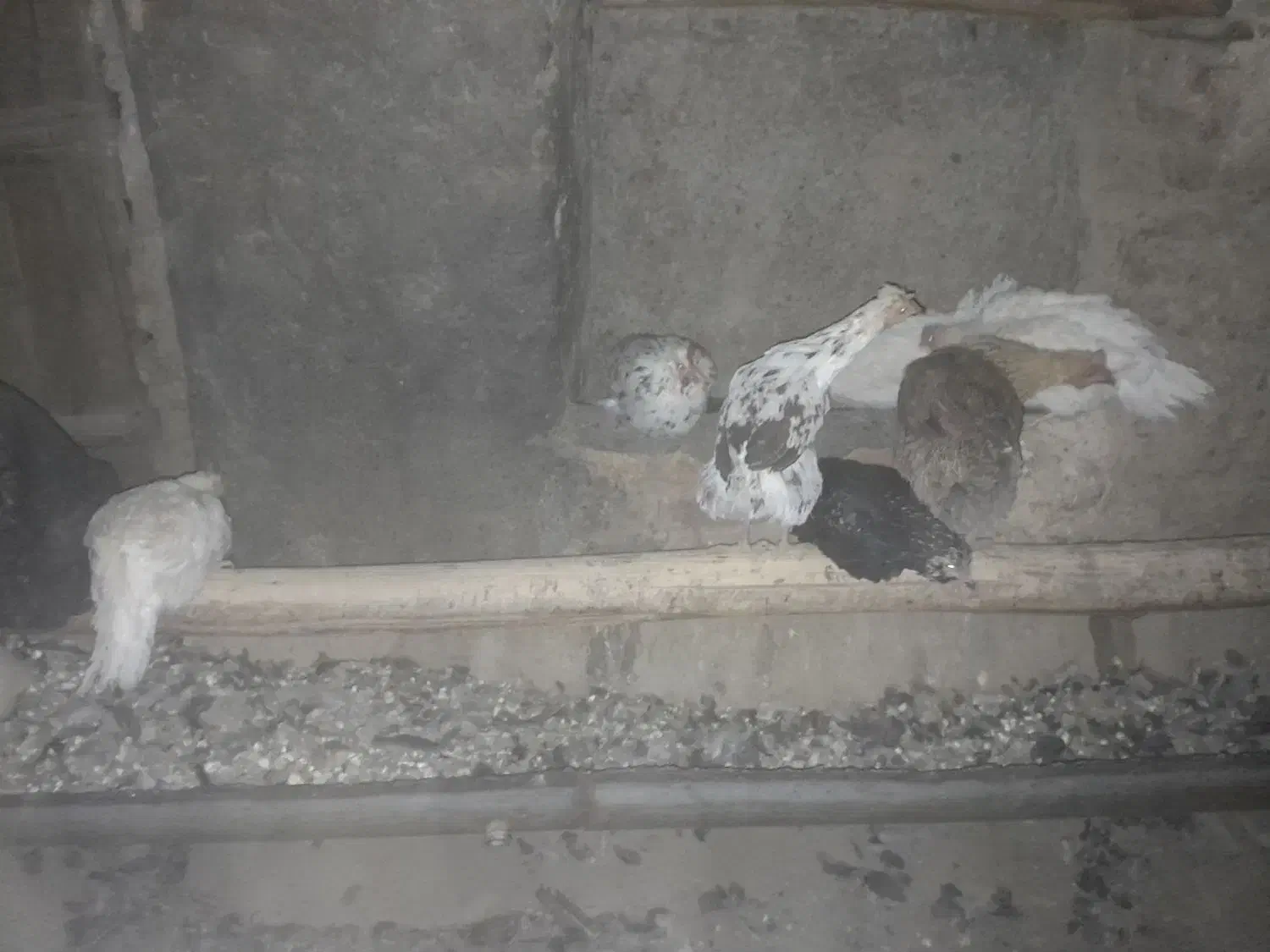 مرغ|حیوانات مزرعه|خوانسار, |دیوار