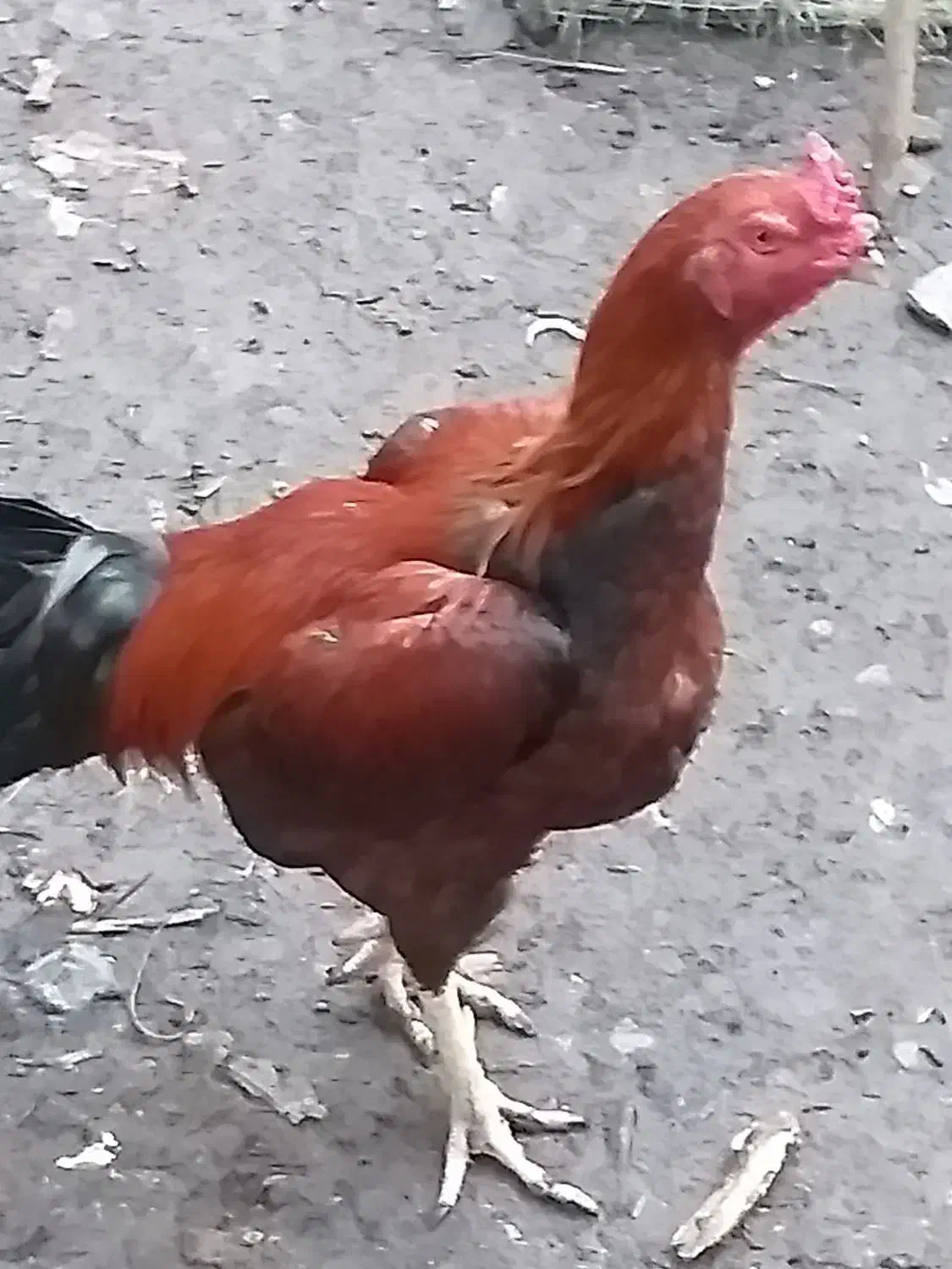 خروس لاری|حیوانات مزرعه|رحیم‌آباد, |دیوار