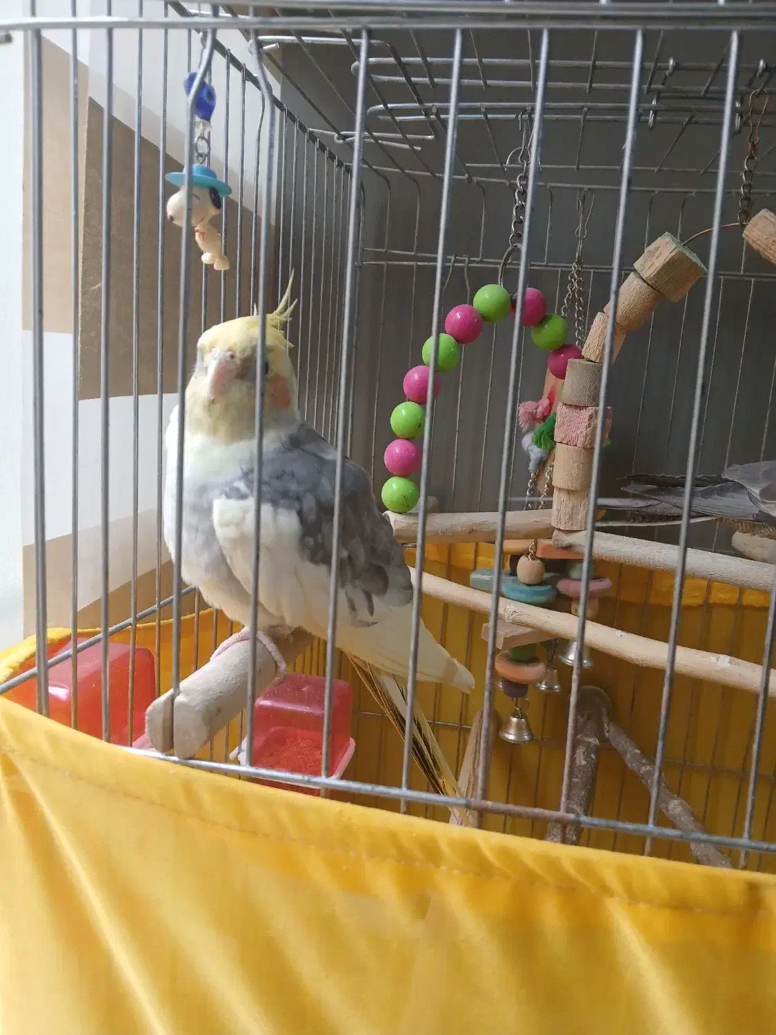 دوعدد عروس هلندی نر|پرنده|تهران, باشگاه نفت|دیوار