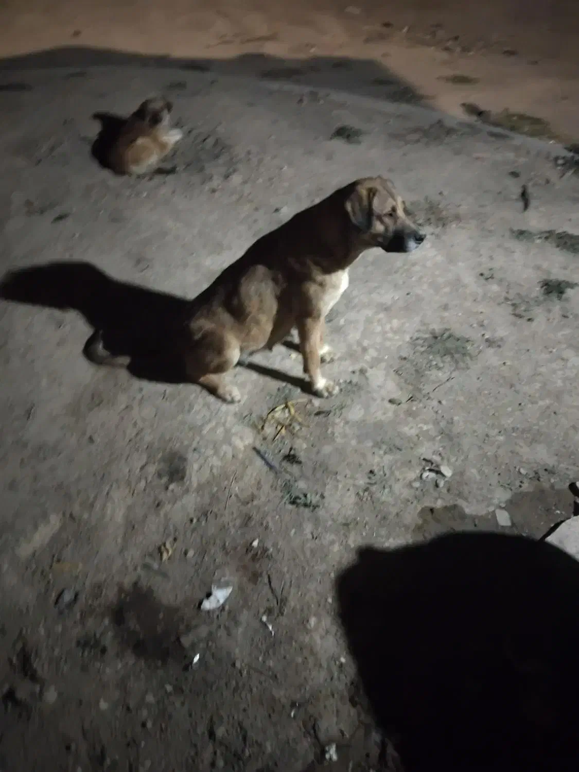 سگ سرابی|سگ|کوراییم, |دیوار