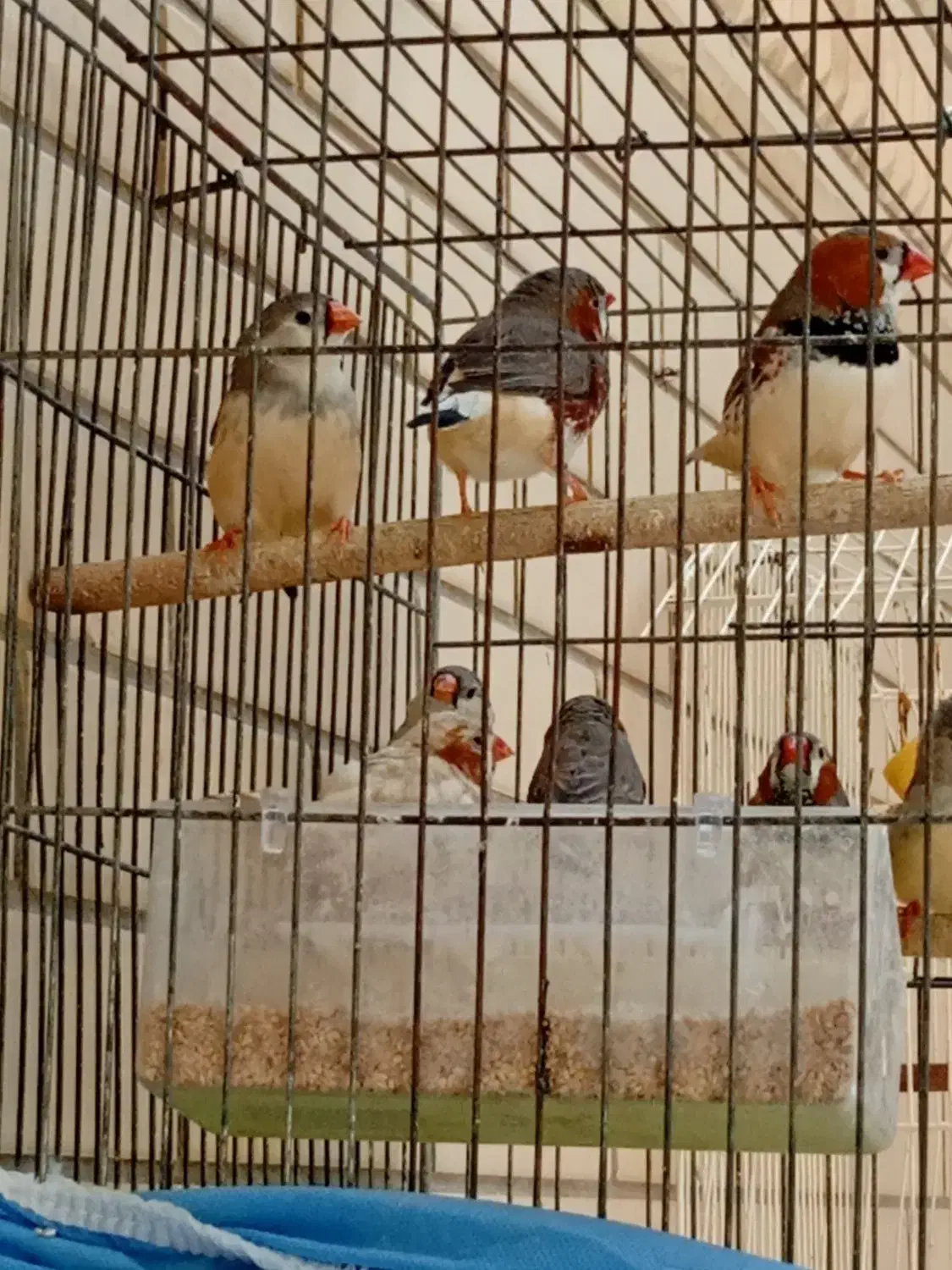 فنچ کینگ|پرنده|شیراز, شهرک مهدیه|دیوار