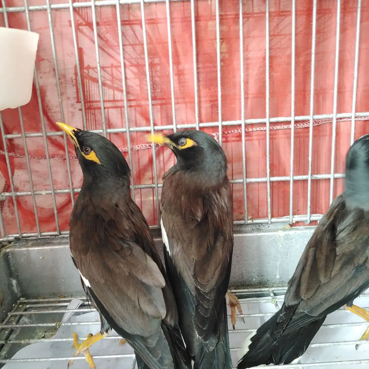 مرغ مینا|پرنده|رشت, رودباری|دیوار