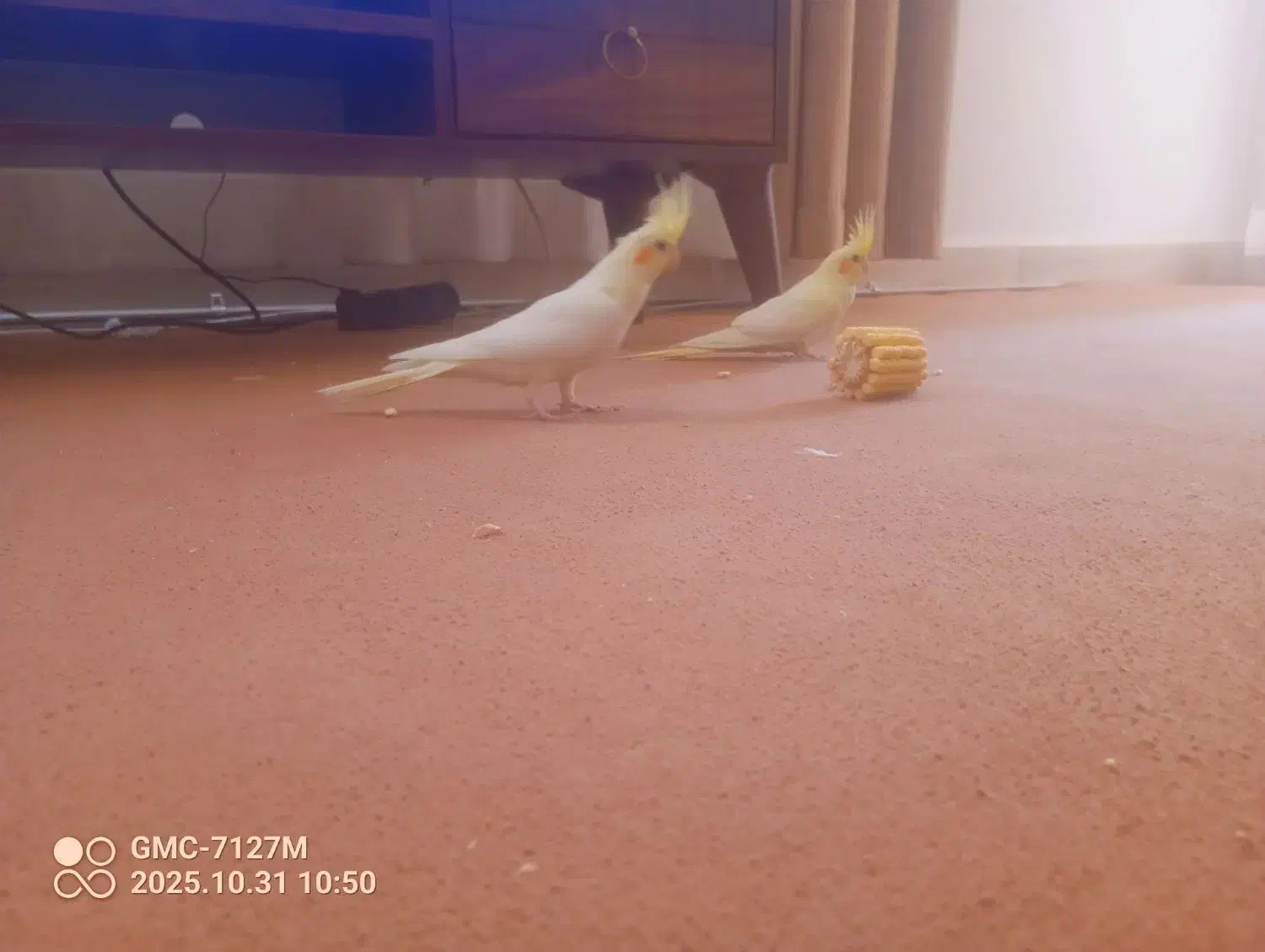 عروس هلندی ومرغ عشق|پرنده|محمدیه-قزوین, |دیوار