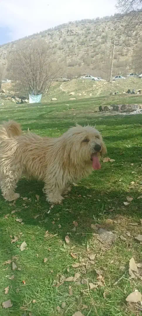 گمشده|حیوانات|خرم‌آباد, |دیوار