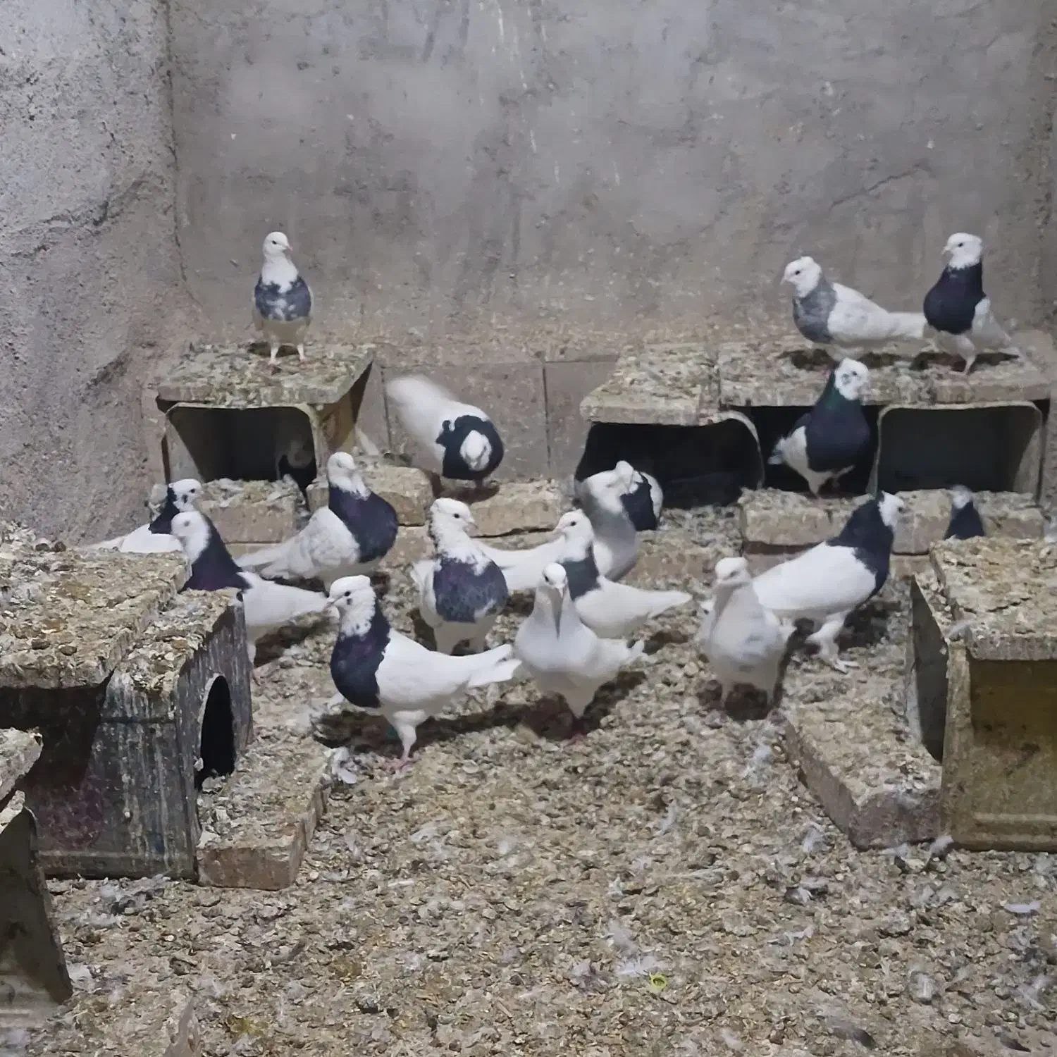 کبوتر|پرنده|کشکوئیه, |دیوار