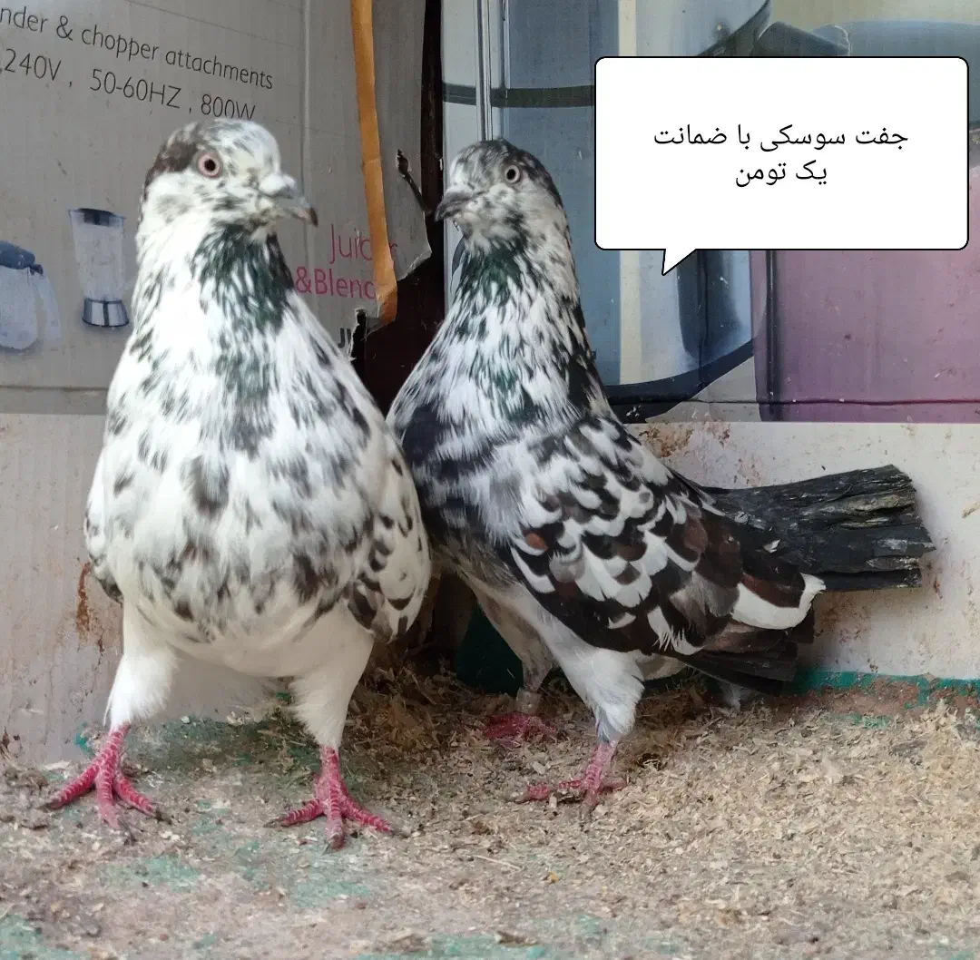 کبوتر اصیل ایرانی|پرنده|رشت, آتشگاه|دیوار