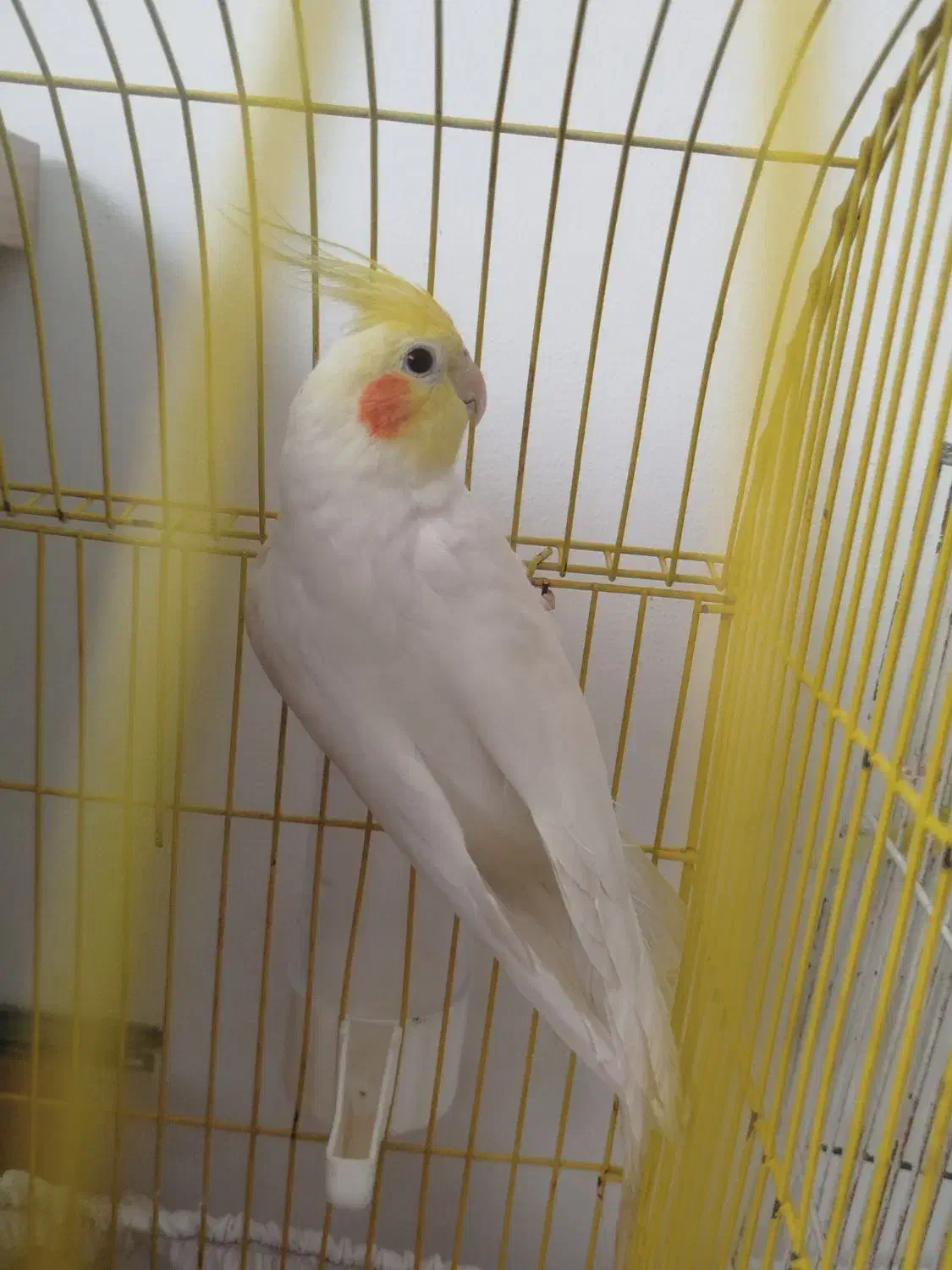 کوتوله . عروس هلندی و مرغ عشق|پرنده|مشهد, شهرک مهرگان|دیوار