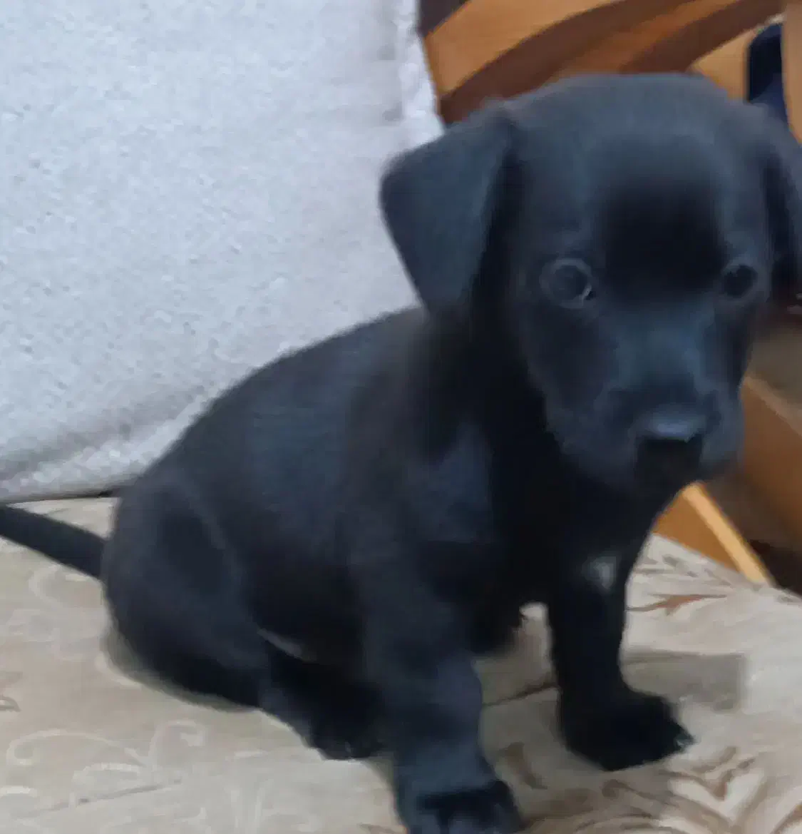 پاکوتاه جیبی بامزه زرنگ|سگ|نیشابور, سرآب کوشک|دیوار