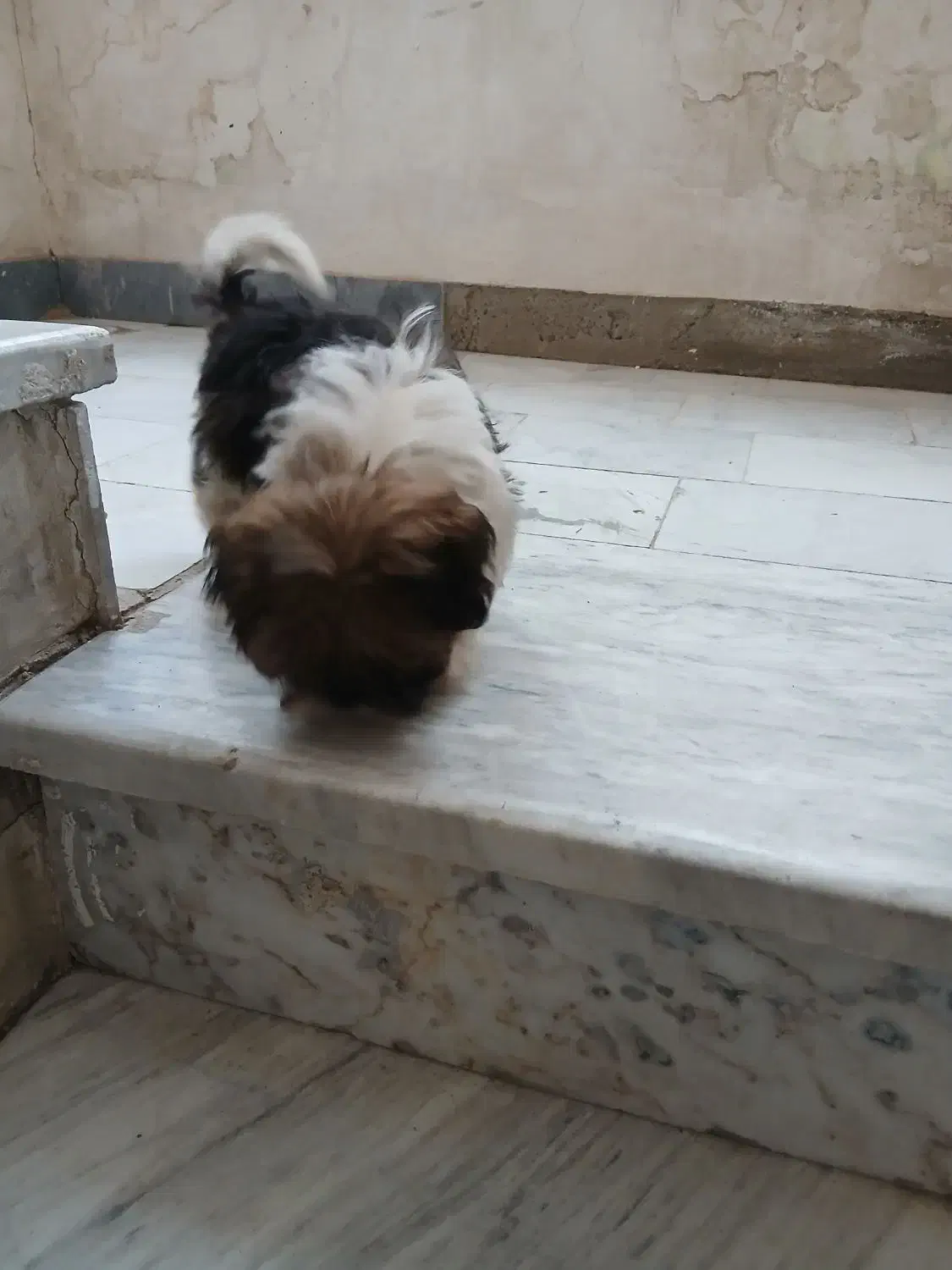 سگ کوچولو بامزه|سگ|ملایر, |دیوار