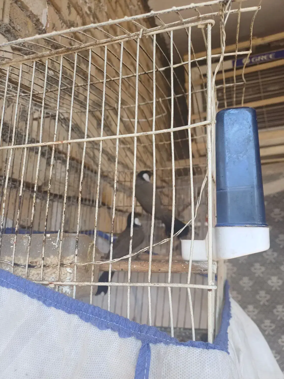 غناری|پرنده|کارون, |دیوار