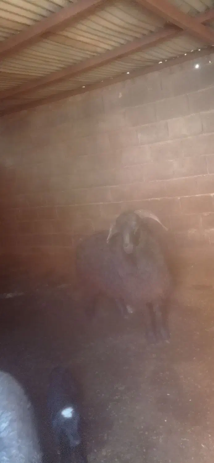 فروش بره|حیوانات مزرعه|ششده و قره بلاغ, |دیوار