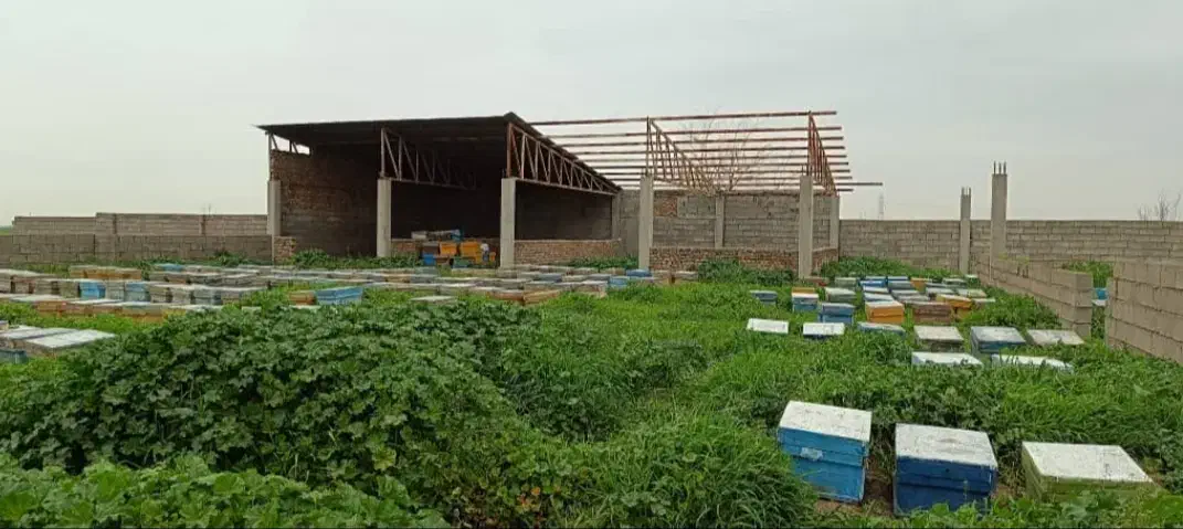 دامداری 30 راسی گاو شیری مجانی|فروش دفتر صنعتی، کشاورزی، تجاری|گنبد کاووس, |دیوار