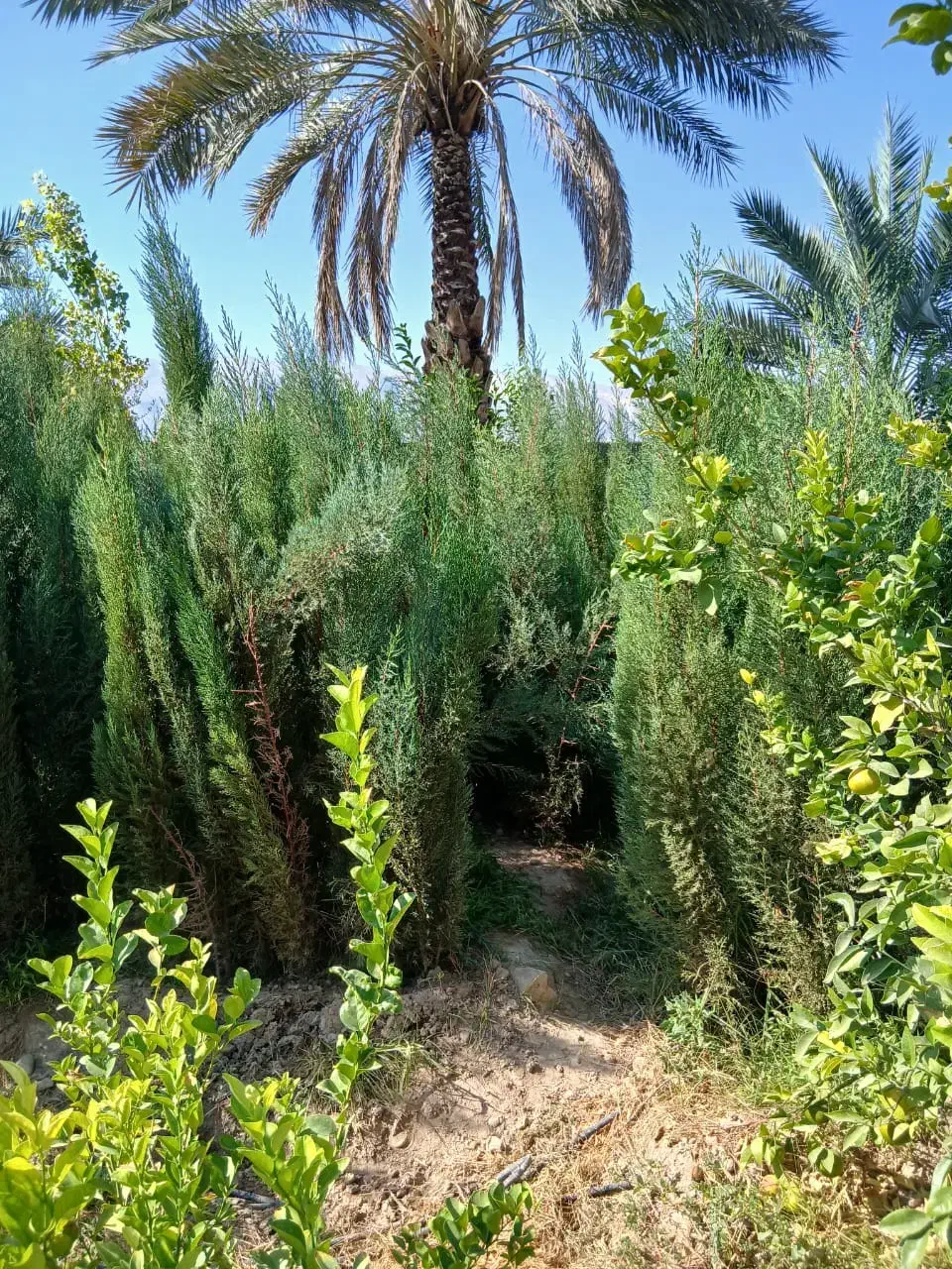 درخت فروشی در پاکت|گل و گیاه طبیعی|خفر, |دیوار