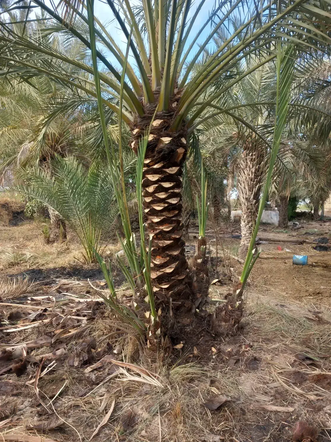 خدمات نخل|خدمات باغبانی و درختکاری|اهواز, زیتون کارگری|دیوار