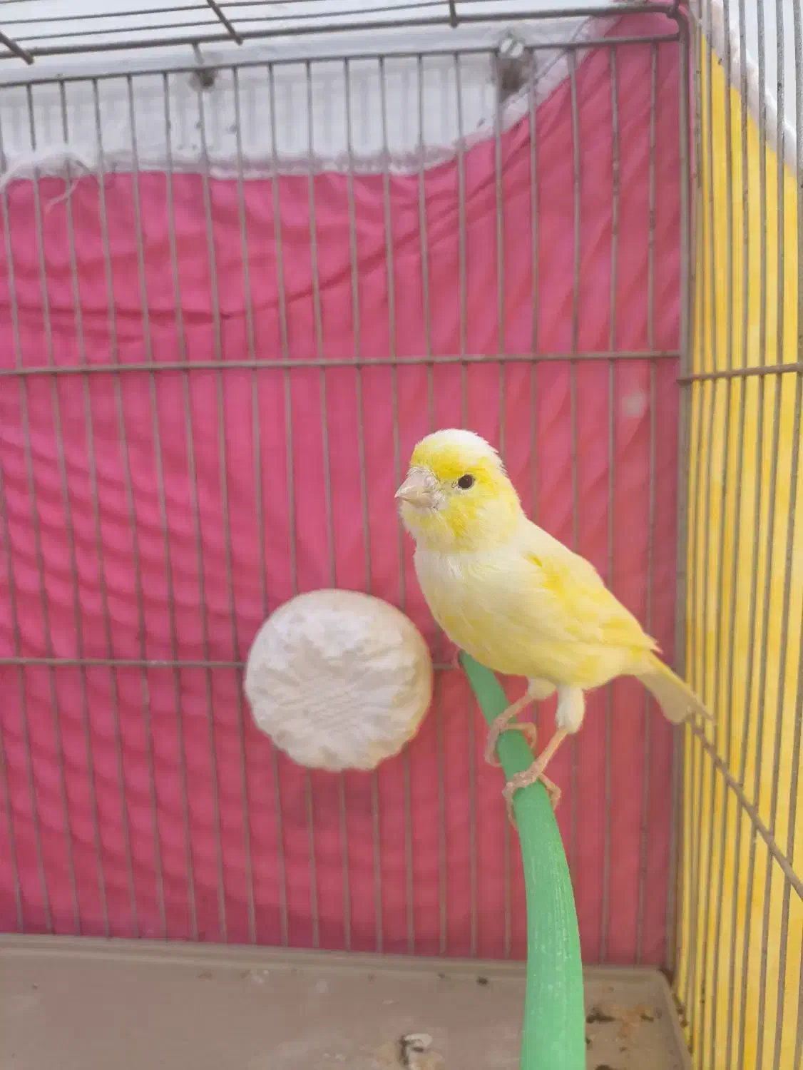 قناری نر|پرنده|فارسان, |دیوار