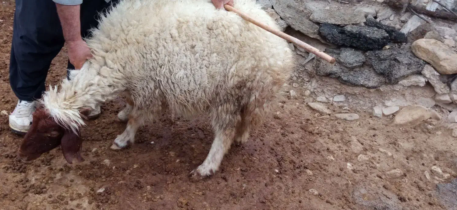 میش وبره|حیوانات مزرعه|سیوان, |دیوار