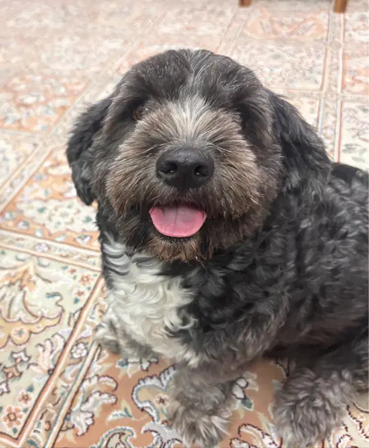 واگذاری سگ تریر ماده|سگ|تهران, افسریه شمالی|دیوار