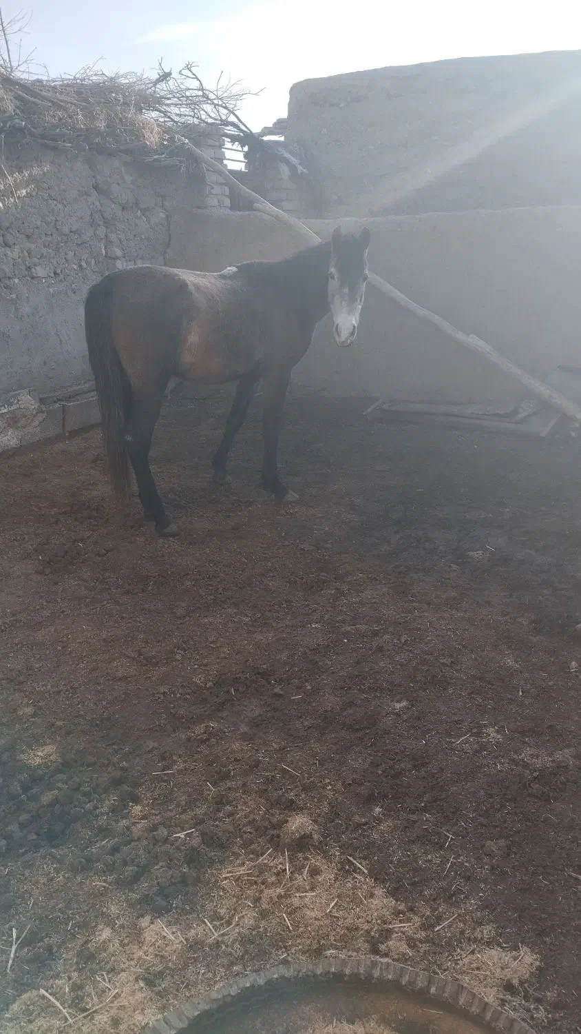 اسب نجیب|اسب و تجهیزات اسب‌سواری|تربت‌حیدریه, پائین ولایت|دیوار