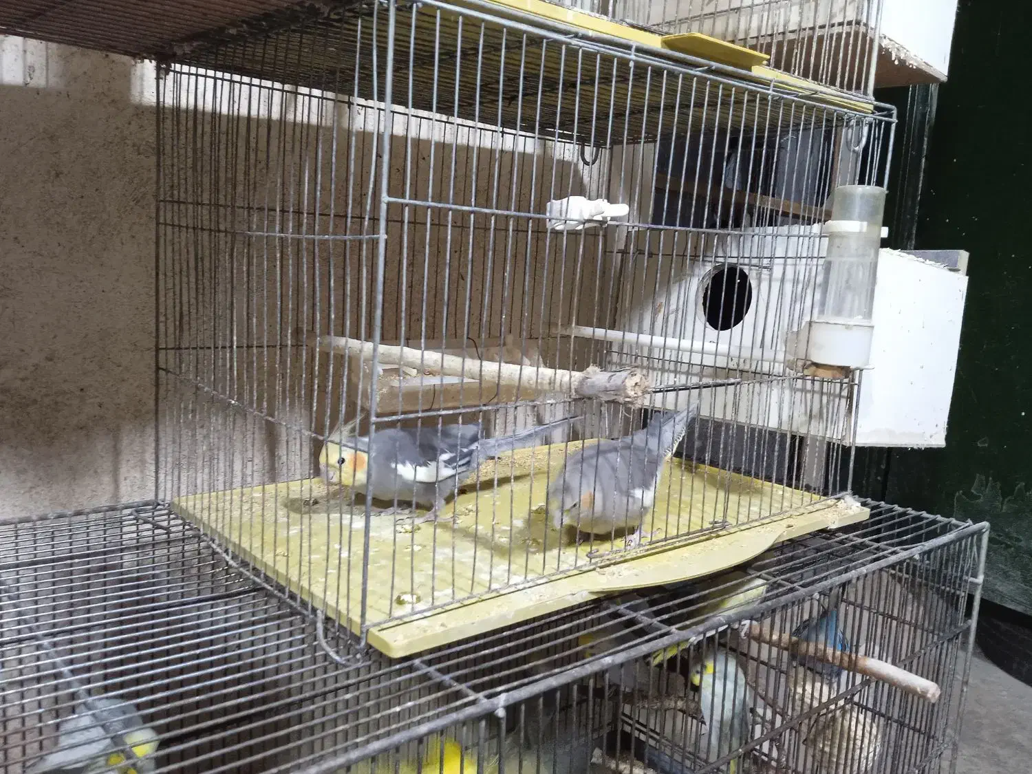 پرنده زینتی|پرنده|بوکان, |دیوار