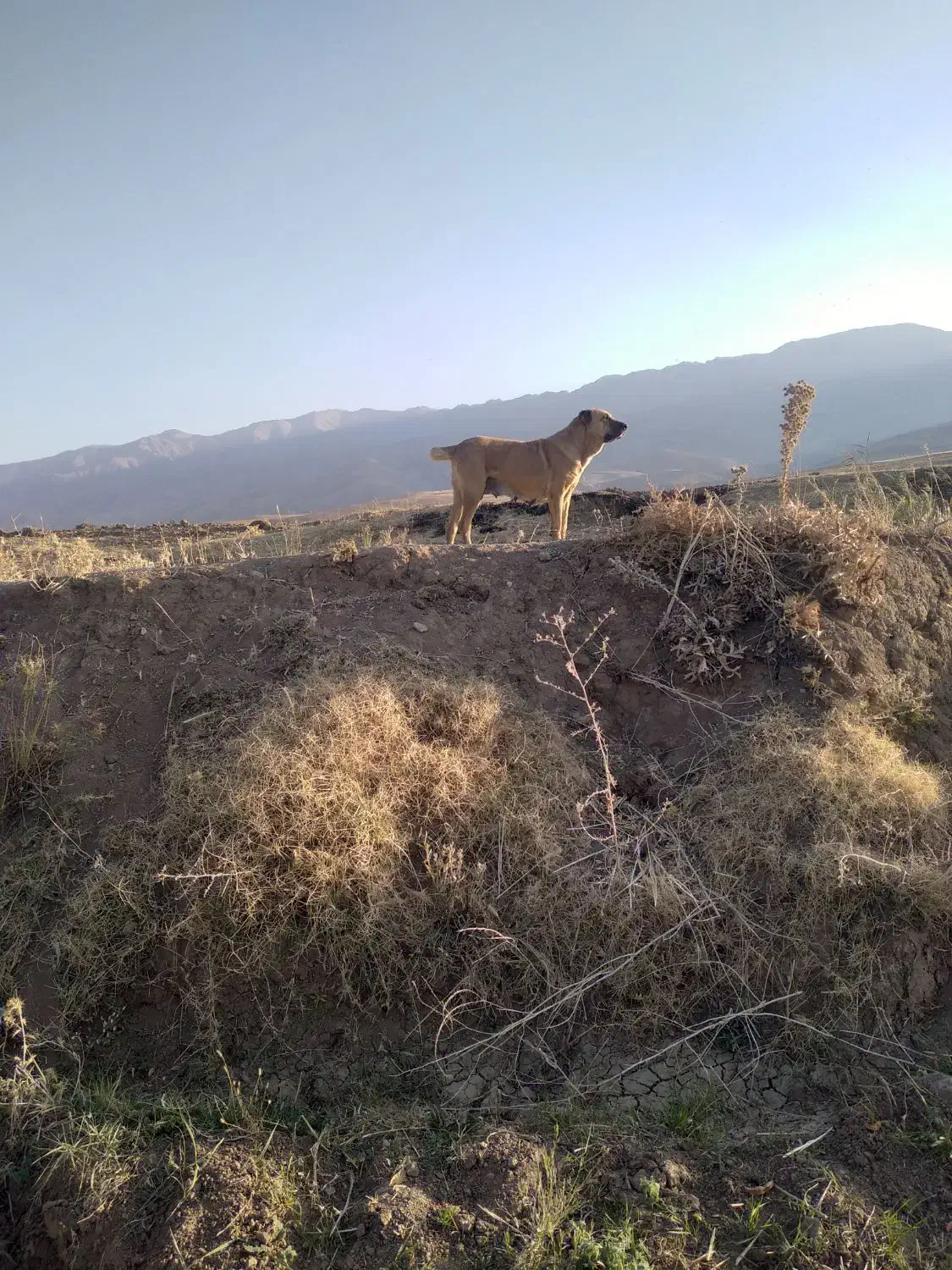 دله خراسانی|سگ|نهاوند, |دیوار